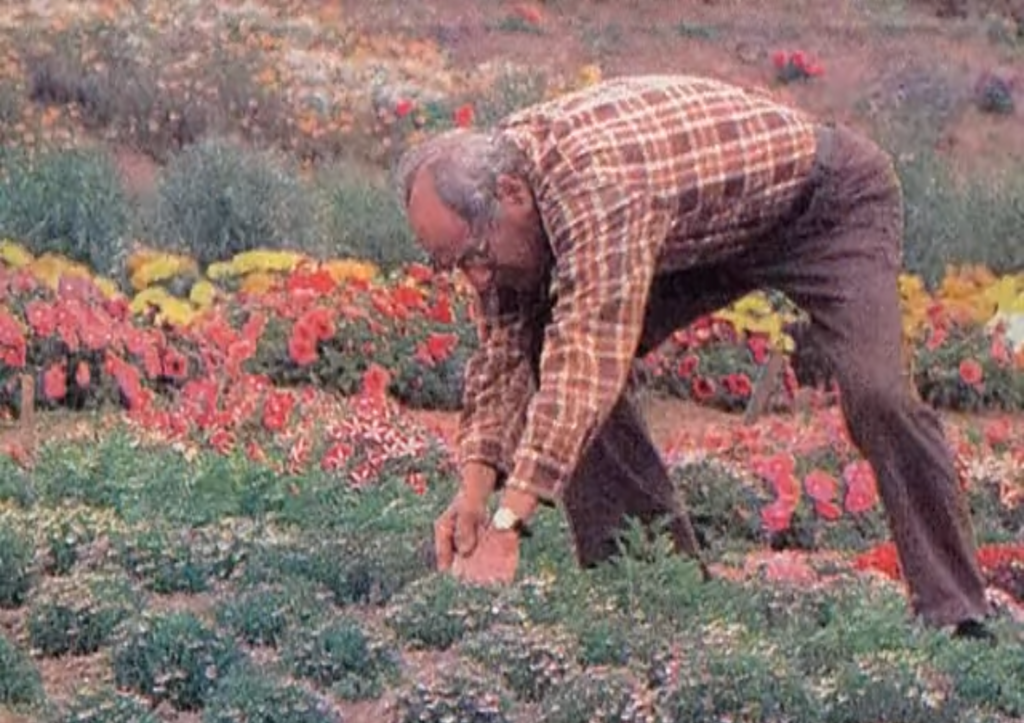mr. shadi tending to his flowers