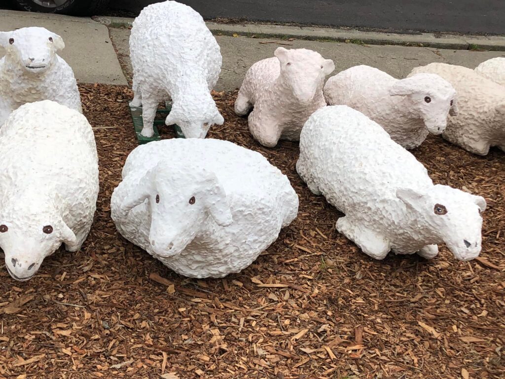 group of sheep waiting to be put out in the display