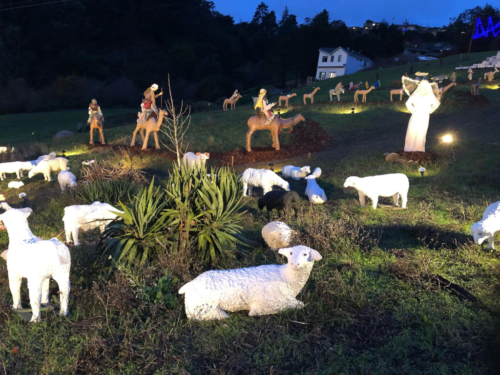 display at night with sheep looking at the camera in the foreground