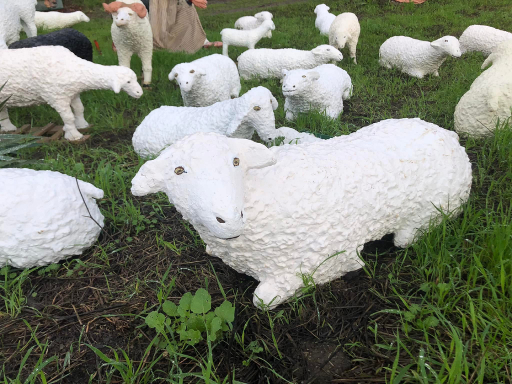 sheep figure looking at the camera with rest of the flock in the back