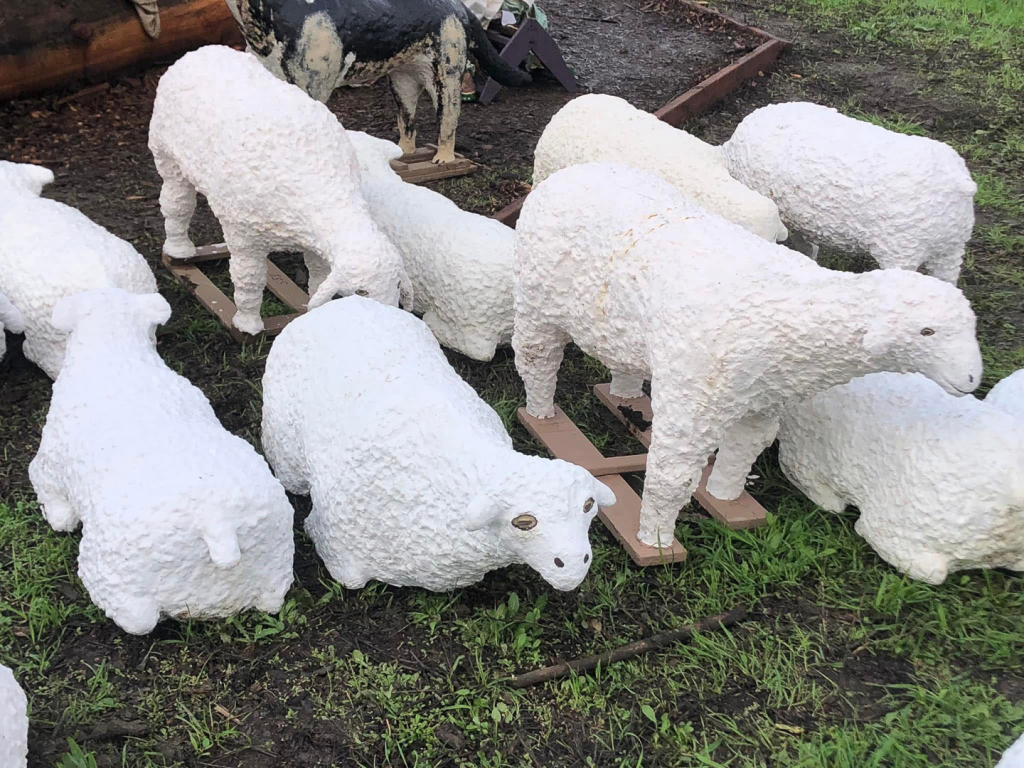 sheep flock staged for moving on set up day