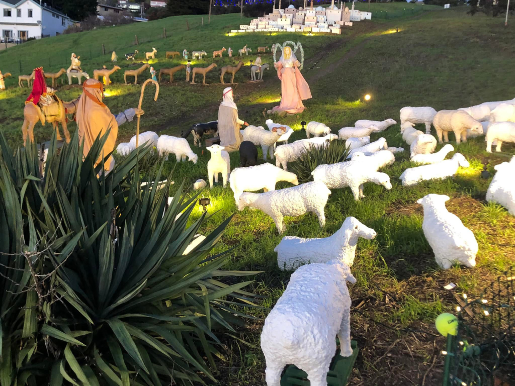 sheep flock at night with display in the background
