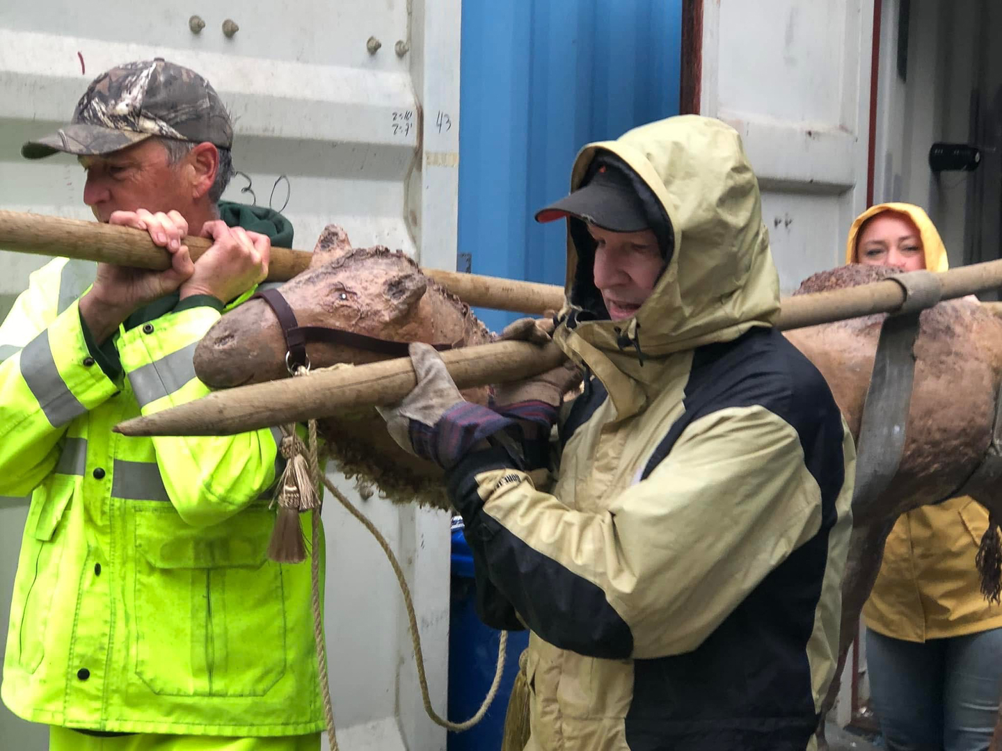 sundar shadi holiday display sheep